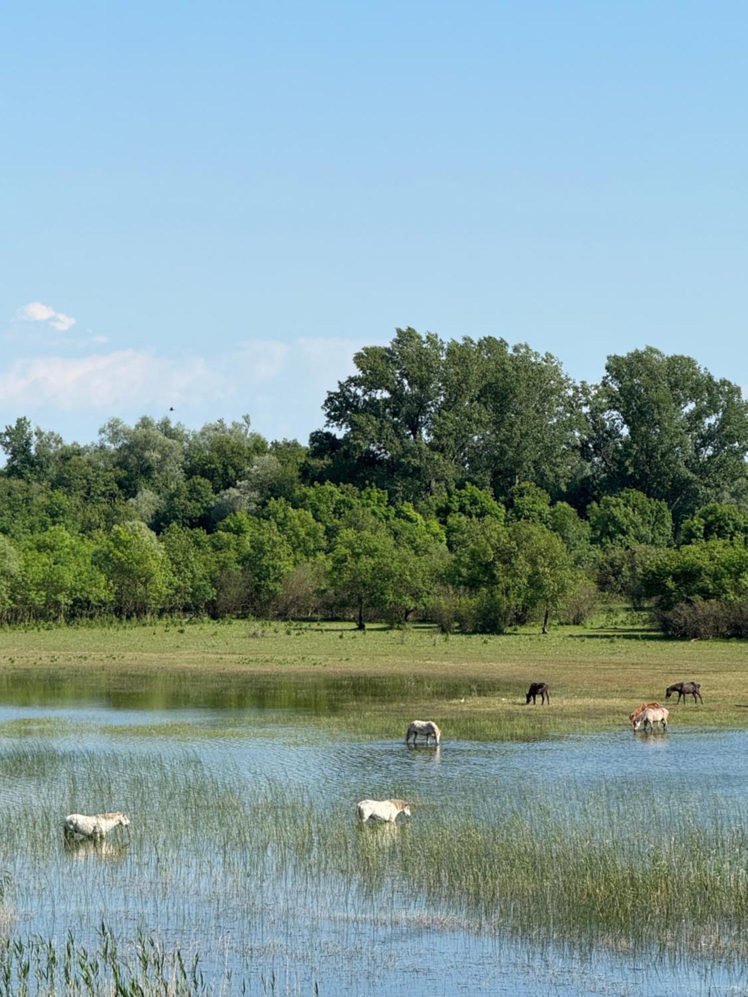 Lake Skadar Paradise Dodosi エクステリア 写真