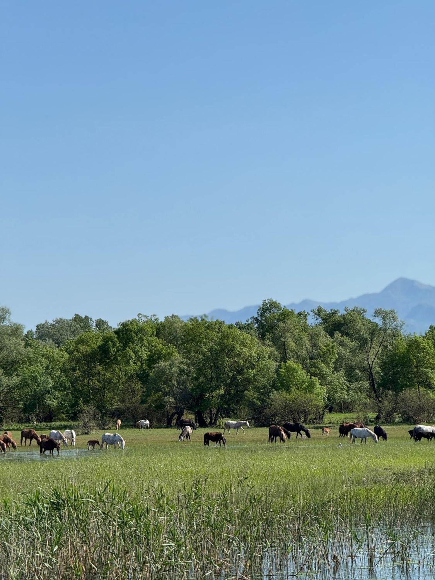 Lake Skadar Paradise Dodosi エクステリア 写真